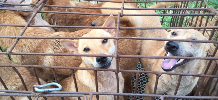 Çin’de koronavirüs nedeniyle kedi ve köpek eti yasaklandı